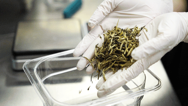 终于等到!茉莉奶白费城首店开业!$9.9超值套餐线上预售!88折试营业!买一送一全城开喝!
