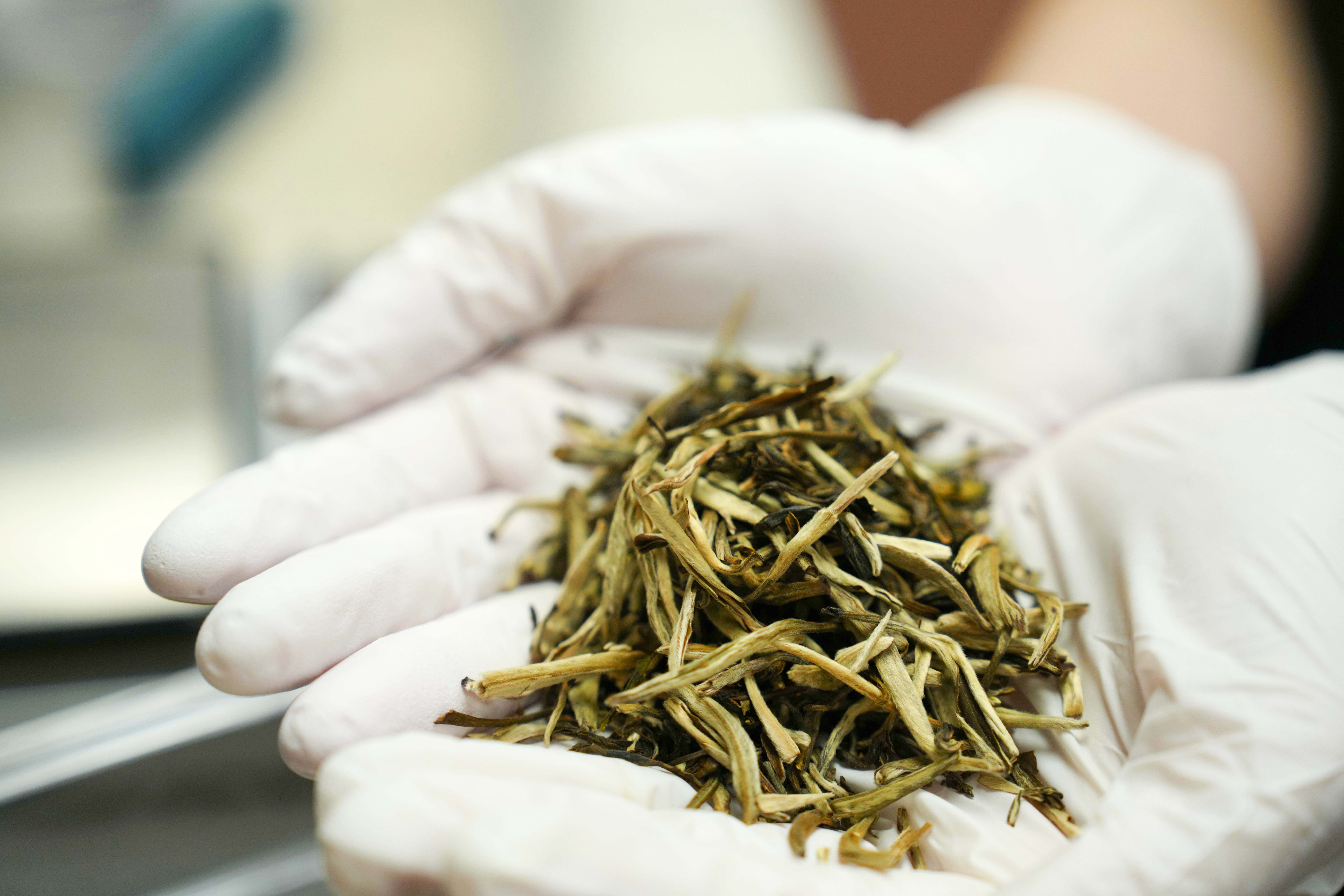 终于等到!茉莉奶白费城首店开业!$9.9超值套餐线上预售!88折试营业!买一送一全城开喝!