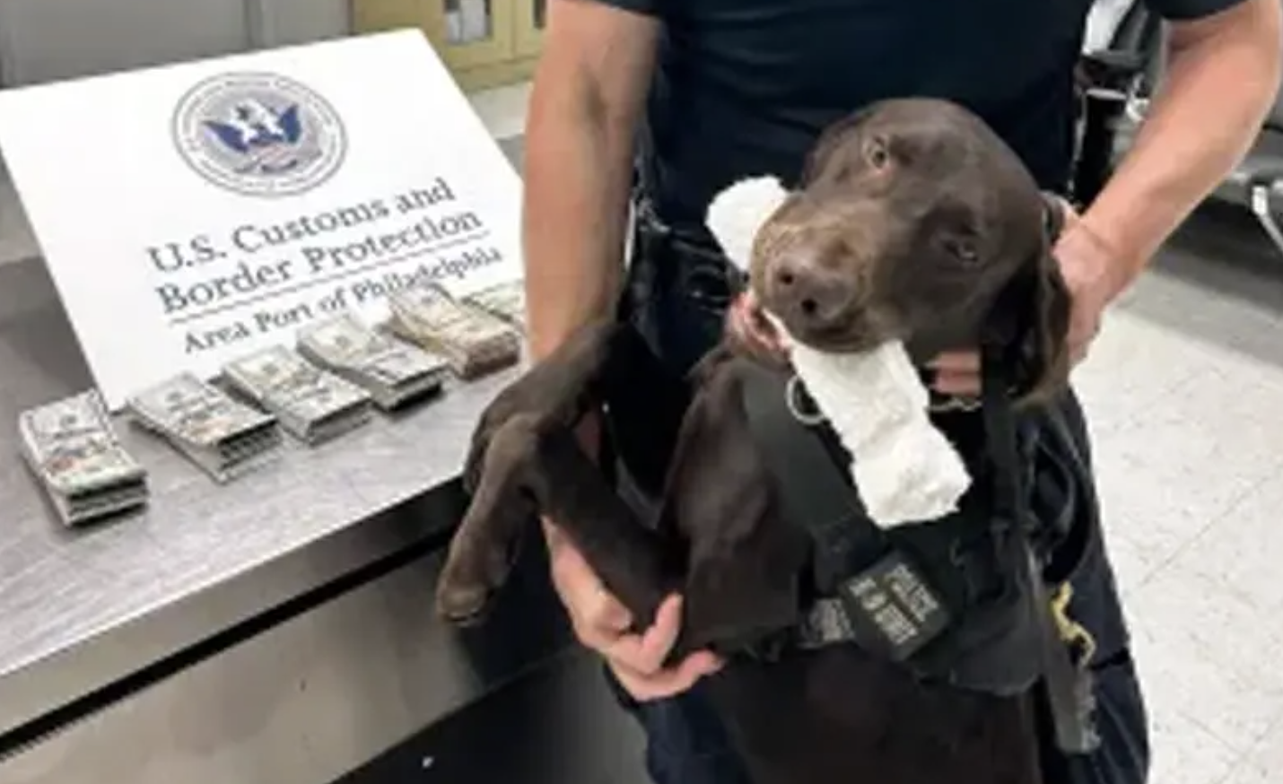 华人注意！费城国际机场严查现金！近5万美元现金被警犬查出，几乎全部没收