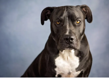 美国家庭保险禁止的11个品种的狗