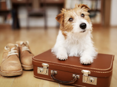 假期将至,没人管宠?“空巢青年”的费城宠物寄养指南请查收~附价格