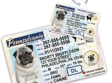 狗狗走丢了怎么办?宾州狗证新法律你所要了解的一切