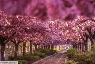 赏樱倒计时!2024费城春日赏樱花全地图来了!