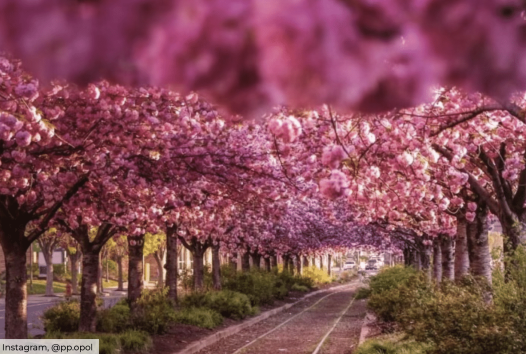 赏樱倒计时!2024费城春日赏樱花全地图来了!