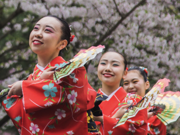 2024费城樱花节即将开幕!游玩攻略请收好!