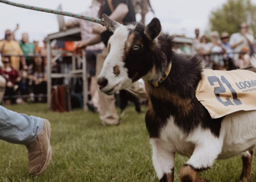 费城周边游|Pottstown山羊赛跑