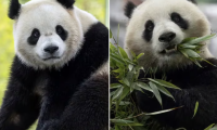 熊猫外交迈入新时代!中国大熊猫“宝力”和“青宝”年底前重返美国