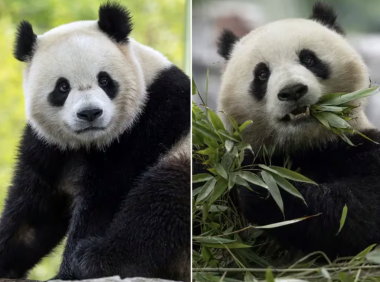 熊猫外交迈入新时代!中国大熊猫“宝力”和“青宝”年底前重返美国