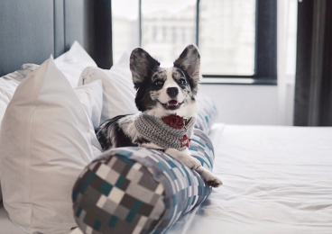 允许宠物入住≠宠物友好，整理了全费城14+宠物友好酒店，下次来旅游带上毛孩子吧