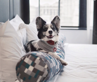 允许宠物入住≠宠物友好,整理了全费城14+宠物友好酒店,下次来旅游带上毛孩子吧