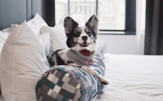 允许宠物入住≠宠物友好,整理了全费城14+宠物友好酒店,下次来旅游带上毛孩子吧