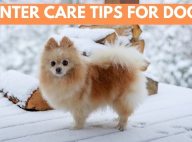 费城地区持续遭遇极寒天气,防寒贴士请收藏