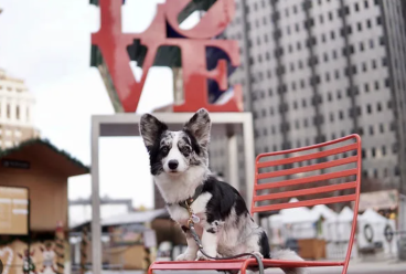 带宠物畅游费城！三日游最全攻略！行程轻松搞定！