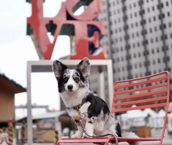 带宠物畅游费城!三日游最全攻略!行程轻松搞定!