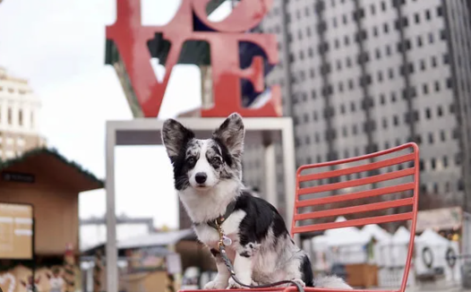 带宠物畅游费城!三日游最全攻略!行程轻松搞定!