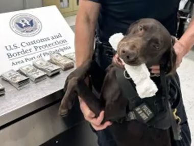华人注意!费城国际机场严查现金!近5万美元现金被警犬查出,几乎全部没收